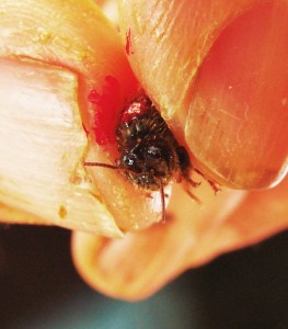 Very Rare Spiny Thorax and Horned Head Queen